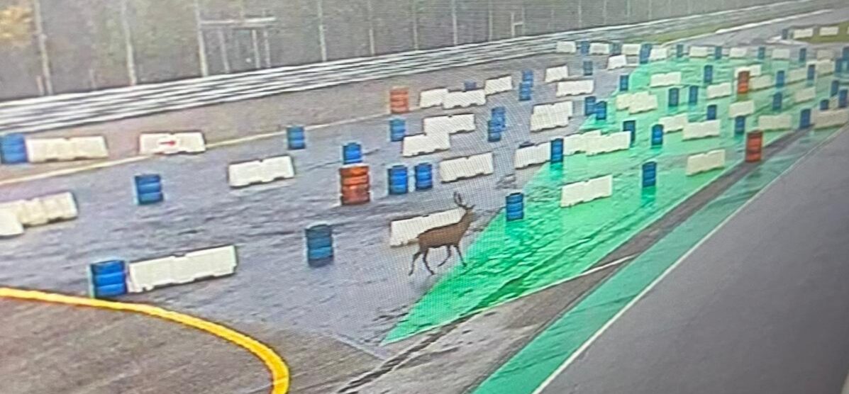 Il Cavallino in pista? No, un cervo - Cervo